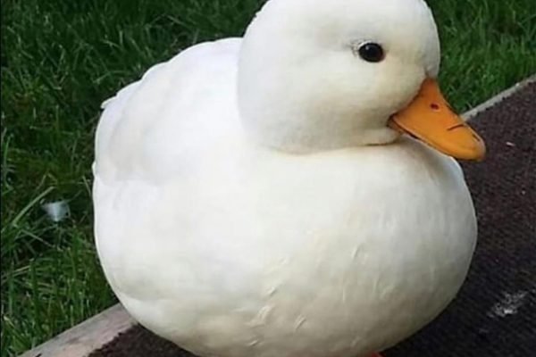 DON's Script KEYLESS