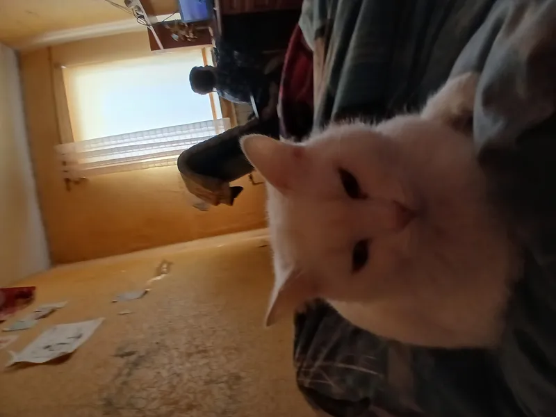 Infinity money and fly - oshubkaGuest_11 script preview